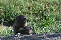 VBS_1 -  Plateau du Mont-Cenise, Grand Croix, Marmotte_-_0072 mt